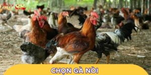 Chọn gà nòi rất quan trọng