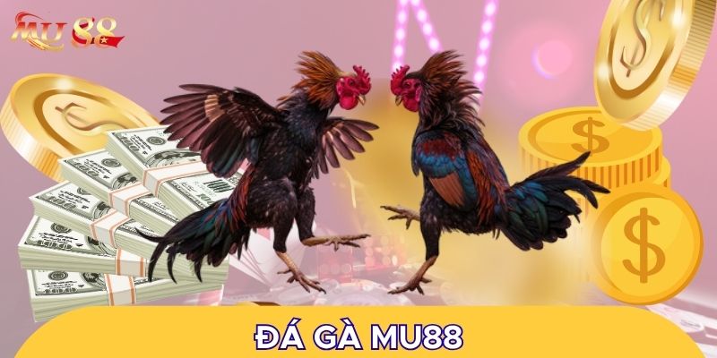 Đá gà MU88 đáng chú ý vì nhiều ưu điểm