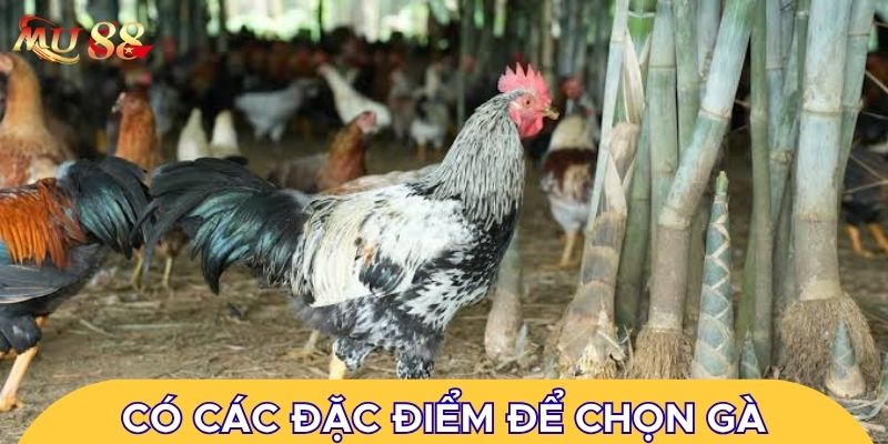 Có các đặc điểm để chọn gà