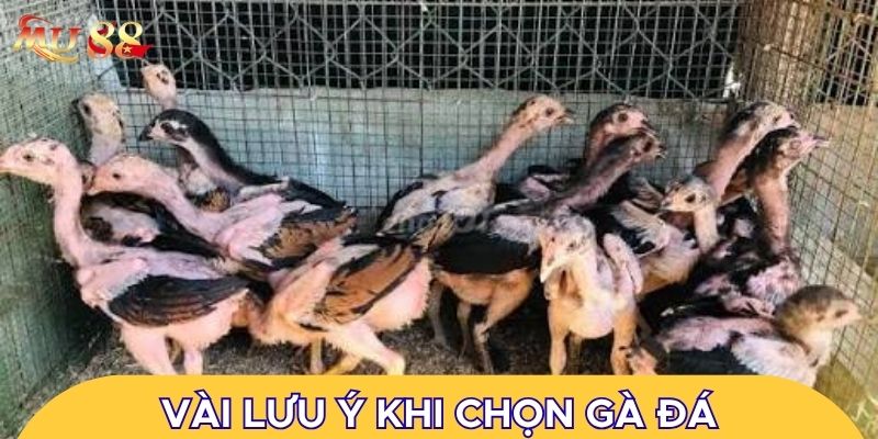 Vài lưu ý khi chọn gà đá