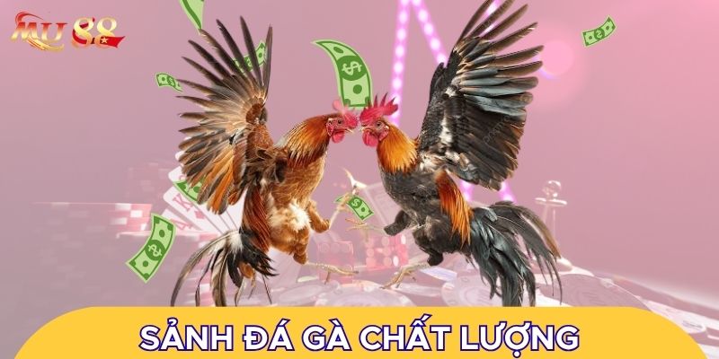 Sảnh đá gà chất lượng